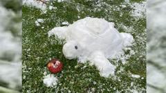 Schnee-Schildkröte von Familie Weber aus Kirkel (Foto: Fam. Weber)