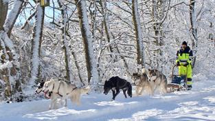Die Schlittenhunde laufen über Schnee (Foto: Barbara Niederländer-Paling)