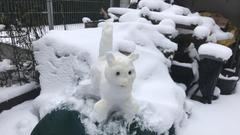 Schneekatze von Fred Wilhelm aus Gersweiler (Foto: Fred Wilhelm)