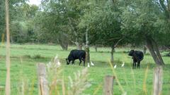 Camargue, da will ich hin! Schwarze Stiere und ihre weißen Begleiter in der Camargue (Foto: SR)