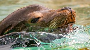 Seelöwenjunges im Zoo d’Amnéville (Foto: Zoo d’Amnéville)
