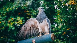 Kordellierenadler Selly von der Zoofalknerei Neunkirchen  (Foto: Zoofalknerei Neunkirchen)