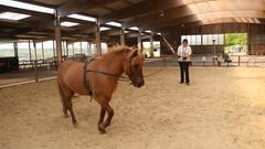 Silvia beim Training in der Reithalle (Foto: Tobias Seeger)