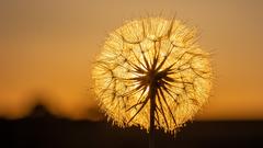 Pusteblume, Sonnenuntergang (Foto: Klaus Maurer)