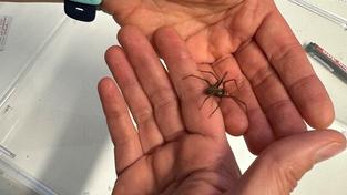Eine große Winkelspinne sitzt auf einer Hand (Foto: SR/Moritz Grenner)