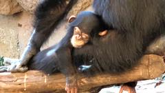 Teneriffa, Loro Parque (Foto: SR 1)