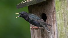 Ein heimischer Gartenvogel.  (Foto: NABU/Pressefoto/F. Hecker)