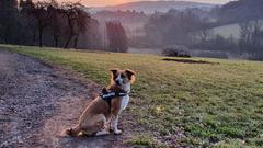 Hund vor einem Tal bei Sonnenaufgang in Ottweiler (Foto: Stefan Lauermann)