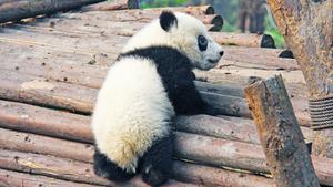 Symbolbild Pandababy (Foto: pixabay/sharonang)