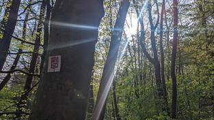 Mühlenbach-Schlucht-Tour in Saarwellingen (Foto: SR/Julia Becker-Maleska)