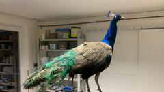 Ein Pfau bei der Tierretung Saarland (Foto: Thorsten Jochum)