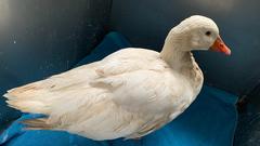 Eine Gans bei der Tierretung Saarland (Foto: Thorsten Jochum)
