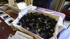 Schwarze Trüffel auf dem Trüffelmarkt in Pont-à-Mousson  (Foto: Sven E. Klein)