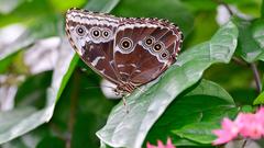 Von außen sieht der leuchtend blaue Morphofalter recht unauffällig aus (Foto: Kristina Scherer-Siegwarth)