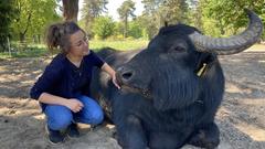 Von Angesicht zu Angesicht: SR-Reporterin Simin Sadeghi und der Wasserbüffel (Foto: SR/Simin Sadeghi)
