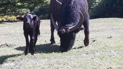 Das Wasserbüffel-Kalb mit seiner Mutter (Foto: SR/Simin Sadeghi)