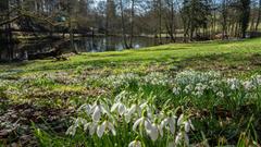 Unzählige Schneeglöckchen blühen derzeit am Weiher beim Hofgut Imsbach. Die Fülle an Blüten verwandelt die Wiese in einen Blütenteppich. (Foto: Anneliese Schumacher)