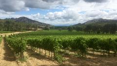 Weinberg in den Alpilles  Provence (Foto: SR)