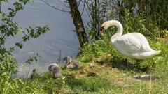 Schwanjunge mit Mutter am Baggersee in Remerchen (Foto: Albert Klee)