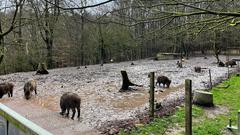 Das Gehege der Wildschweinrotte  (Foto: SR/Corinna Kern)