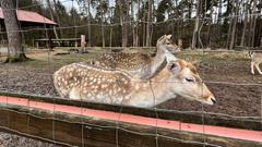 Damwild im Wildpark in Differten (Foto: SR/Corinna Kern)
