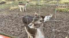 Ein Damwild steht am Gehegezaun (Foto: SR/Corinna Kern)