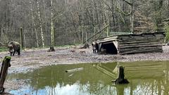 Wildschweine und Frischlinge  (Foto: SR/Corinna Kern)