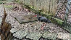 Der Schwarzstorch in seinem Gehege im Wildpark (Foto: SR/Corinna Kern)