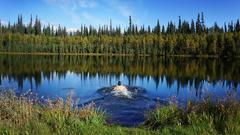 Willis wilde Wege: Badespaß in Alaska (Foto: Welterforscherfilm und so weiter GmbH)