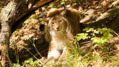 Im Gegensatz zu Wölfen sind Luchse in freier Wildbahn Einzelgänger  (Foto: SR)