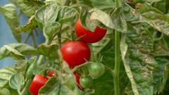 Lecker - sonnengereifte Tomaten (Foto: SR)