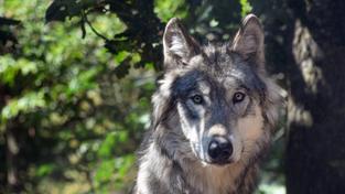 Ein Wolf (Foto: pixabay/christels)