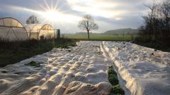 Der Biosalat wird vor der Kälte geschützt (Foto: Lisa Krauser)