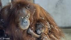 Orang-Utan-Mutter mit Baby (Foto: Heribert Brendel)