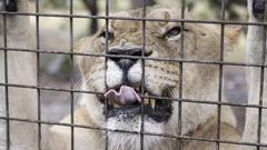Ein Tiger steckt seine Zunge durch die Gitterstäbe (Foto: Imago/Westend61)