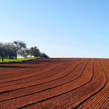 Feld bei Gronig (Foto: Eva aus Gronig)