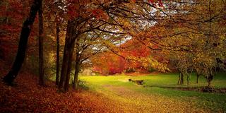 Bäume mit bunten Blättern im Herbst (Foto: pixabay/Valifotos)