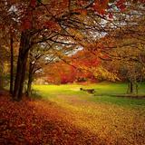Bäume mit bunten Blättern im Herbst (Foto: pixabay/Valifotos)