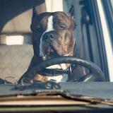 Ein Hund sitzt hinter dem Lenkrad eines (stehenden) Autos.  (Foto: dpa / Lukas Schulze)