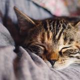 Eine Katze schläft auf einer Couch (Foto: pixabay.com/KatinkavomWolfenmond)