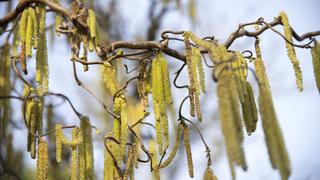 Birkenpollen (Foto: pixabay.com)