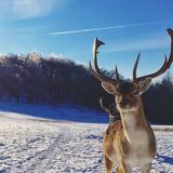 Wildtiere im Winter (Foto: Thomas aus Saarwellingen)